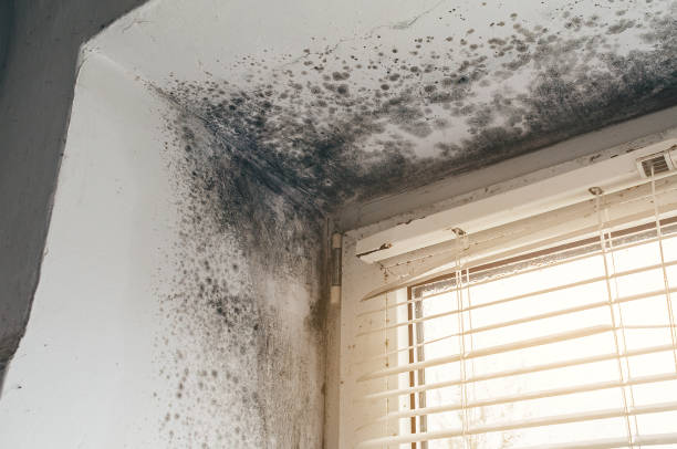 Affordable Mold Remediation solutions in Tuckahoe, VA